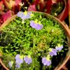 Wyglad dorosłych roslin w doniczce 8,5cm/ adult plants  look in pot 8,5cm